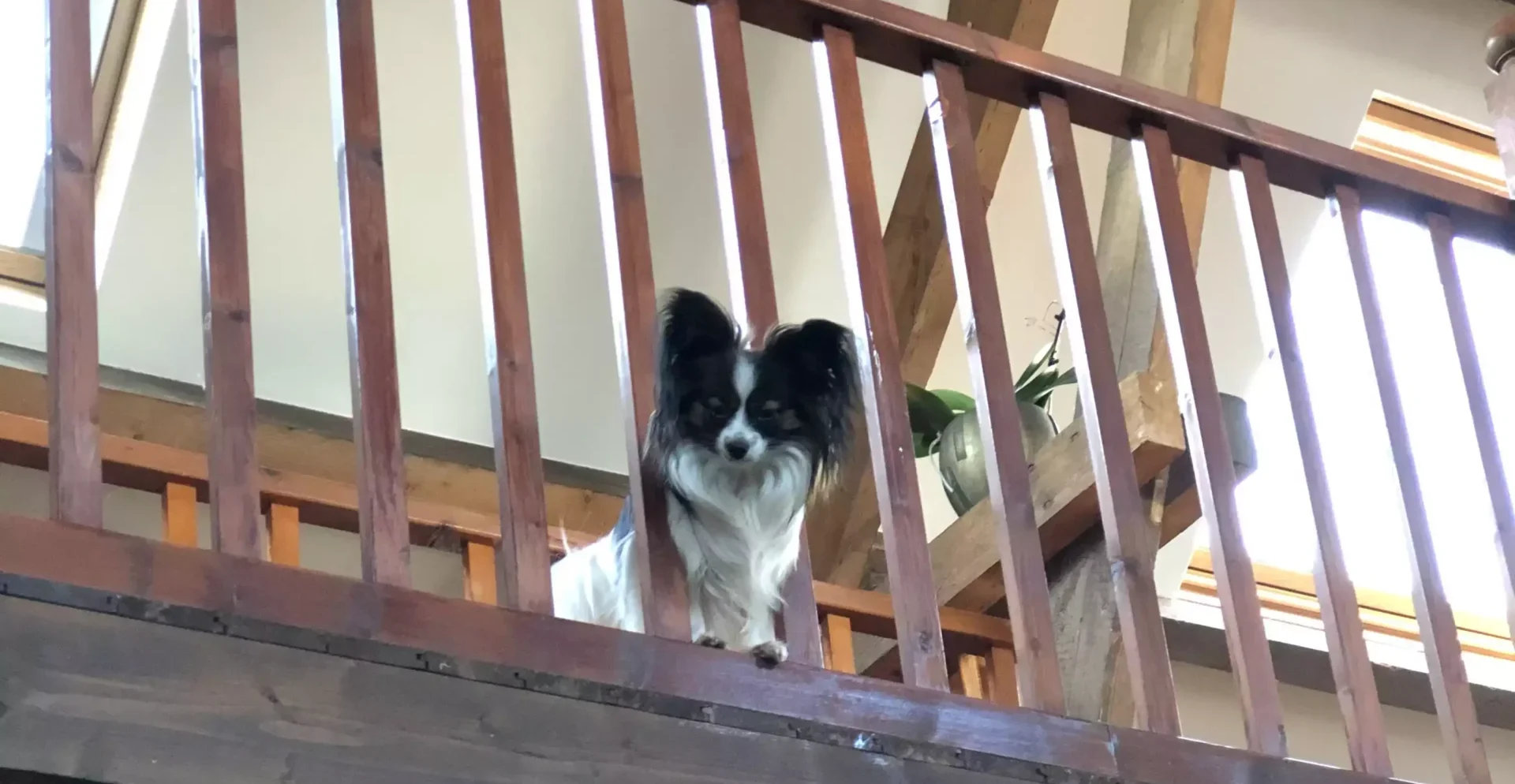Leven met een Vlinderhond