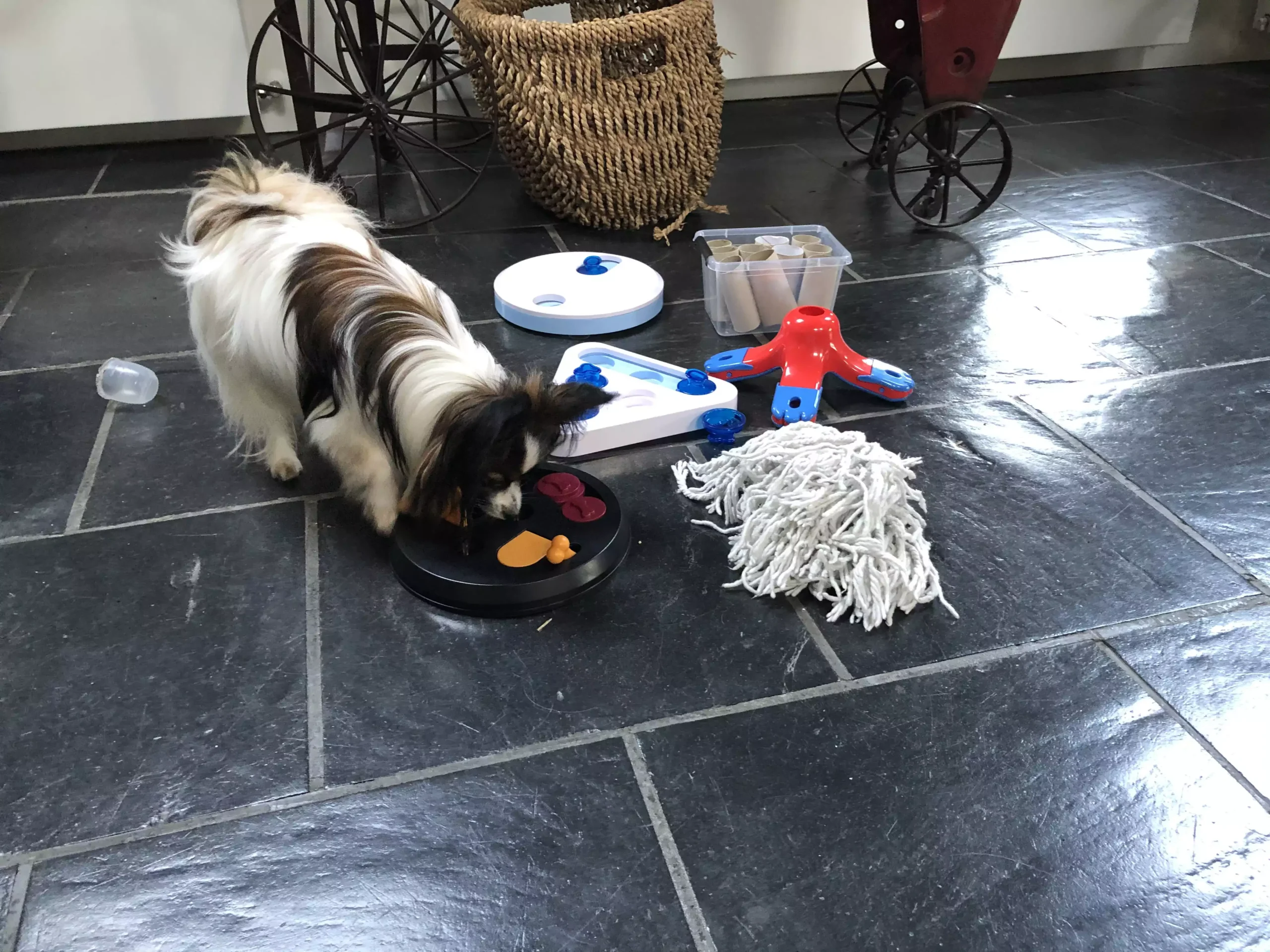 Training papillon