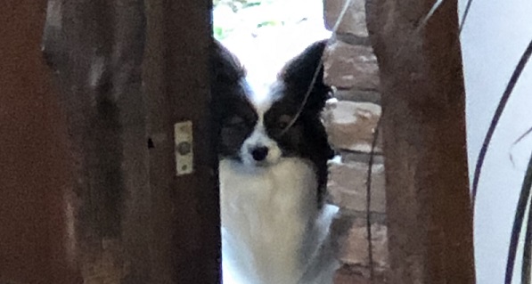 Vlinderhond