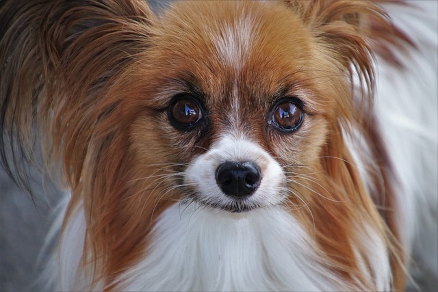 Vlinderhond