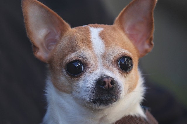 Chihuhua
