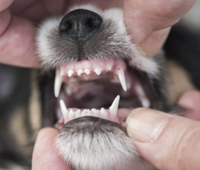 Gebitsreiniging hond 